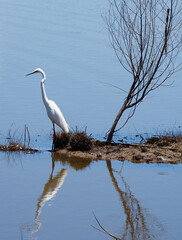 Giant egret