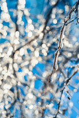 Tree branches covered with sparkling ice and icicles on blue bokeh background. Frosty snowy weather in the forest. Beautiful Winter scenes. Natural Christmas background.