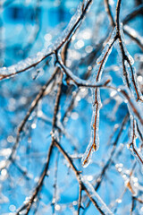 Tree branches covered with shiny ice and icicles on blue bokeh background. Frosty snowy weather in the forest. Beautiful Winter scenes. Natural Christmas background.