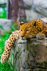 Leopard resting on a rock