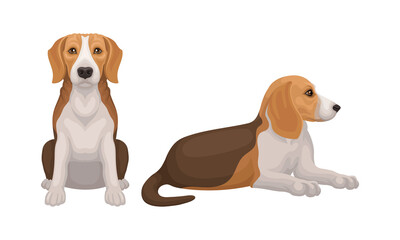 Various Poses of Dog Beagle as Small Hound Breed Vector Set