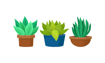 Green Succulent Plant Growing in Flowerpots Vector Set
