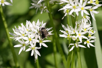 Obraz premium Closeup of an Ashy Mining Bee (Andrena cineraria) on wild garlic flowers (Allium ursinum)
