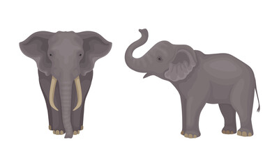 African Elephant with Grey Skin and Trunk in Different Poses Vector Set