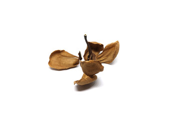 Dried Leaves With Frangipani Flower  Isolated on white background.