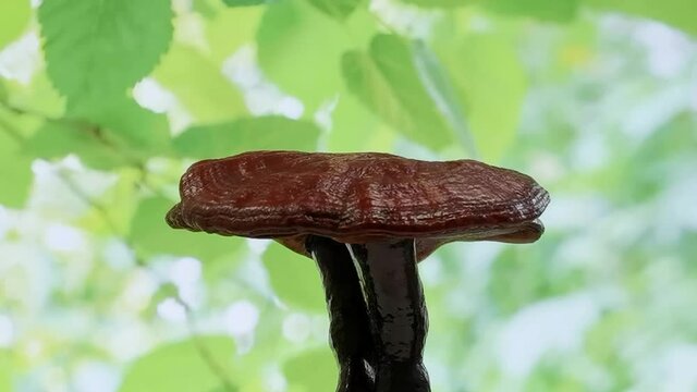 red-varnished, fan- or kidney-shaped Lingzhi mushroom, or reishi, is a polypore fungus belonging to the genus Ganoderma and used in traditional Chinese medicine, blurred green leaves in background