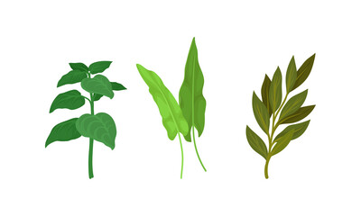 Aromatic Herbs with Sage for Flavoring and Garnishing Food Vector Set