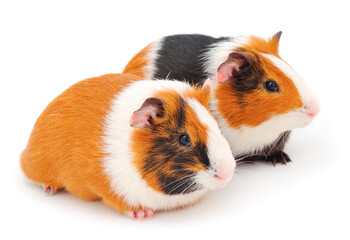 Two guinea pigs isolated.