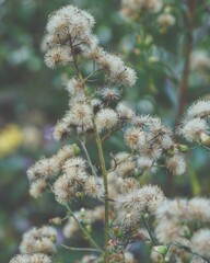 photo of artistic grass flowers in the forest