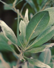 photo of foliage plants in the forest