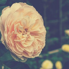 photo of artistic roses in the garden