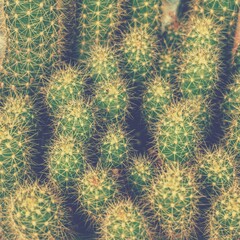 photo of artistic cactus in the garden