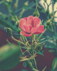 photo of artistic pink roses in the garden