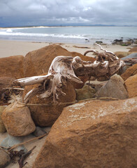 Ocean, Rocks & Driftwood