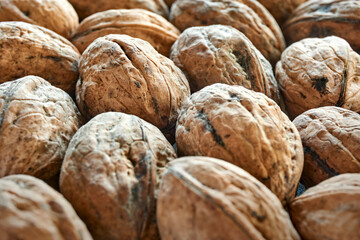 Closeup of freshly harvested organical walnuts from a tree of the Juglans genus. Image with...