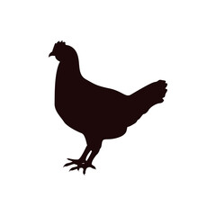 Chicken icon design template vector isolated illustration