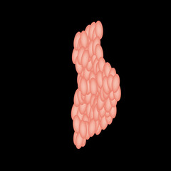 Parotid salivary gland. The structure of the parotid salivary gland. Vector illustration on isolated background