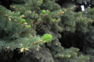 New light green needles of a coniferous tree. Nature background for design.