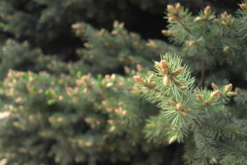 Branch of a green Christmas tree close-up. Conifer tree. Nature background for design.