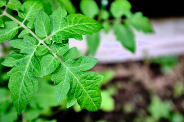 Detail Shot of Decorative Green Plants
