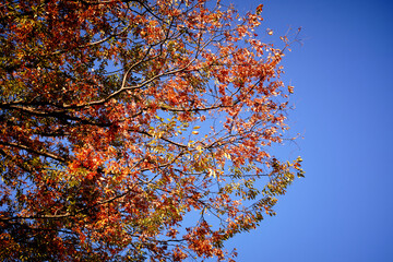 Detail Shot of Trees with Fall Colors