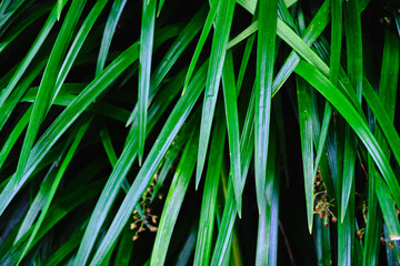 Detail Shot of Decorative Green Plants
