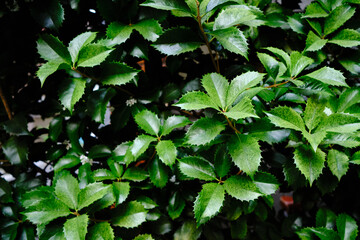 Detail Shot of Decorative Green Plants
