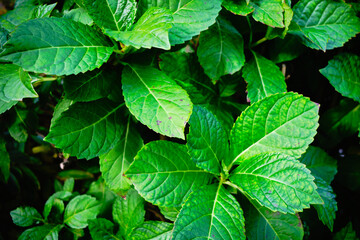 Detail Shot of Decorative Green Plants
