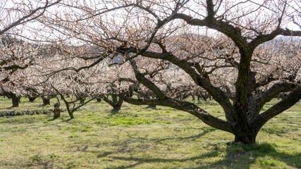 Obraz premium 満開の梅林を下から見る風景（Prunus mume ）