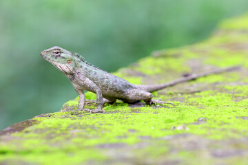 lizard on the rock