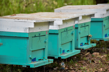 Fototapeta na wymiar Row of wooden boxes or hive for beekeeping under the longan trees. Selective focus.