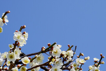 青空のコピースペースの左下に白い梅（Prunus mume ）