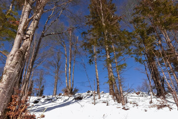bright trees and snow on a hill with blue sky