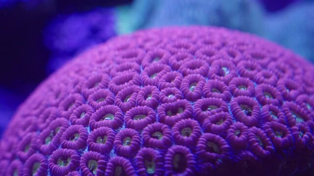 pan of a favites coral under blue light at a public aquarium in sydney, australia