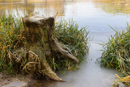stump of an old tree on the shore of a frozen lake