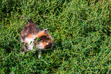 Small kitten on green grass on meadow