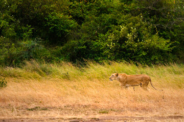 Obraz na płótnie Canvas The lion walking on the meadows 