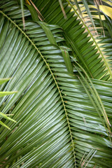 Obraz na płótnie Canvas close-up of a green palm tree leaf