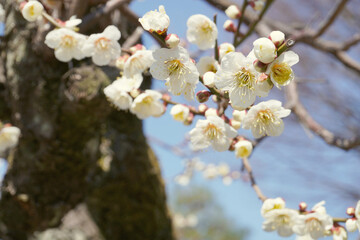 白い梅をクローズアップ（Prunus mume ）