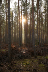 Pine forest covered of green grass and green moss. Mystic atmosphere