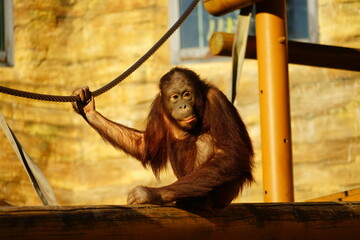 オランウータン © 英考 高橋