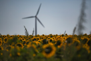 Field with sunflowers in countryside
