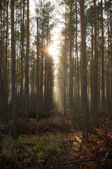 Pine forest covered of green grass and green moss. Mystic atmosphere