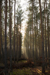 Obraz premium Pine forest covered of green grass and green moss. Mystic atmosphere