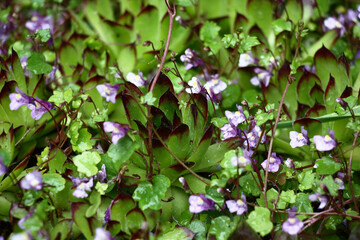 The green and claret sempervivum grows at a continuous carpet. From above there are blossoming escapes of a cymbalaria muralis.