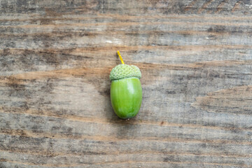 a large green acorn on a wooden background. animal feed