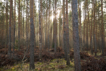Obraz premium Pine forest covered of green grass and green moss. Mystic atmosphere