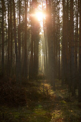 Fototapeta premium Pine forest covered of green grass and green moss. Mystic atmosphere