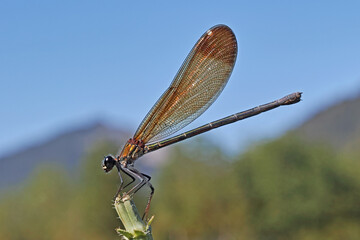 adult female damselfly Calopteryx haemorrhoidalis