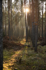 Pine forest covered of green grass and green moss. Mystic atmosphere